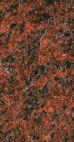 Vanga Red Vanga Red